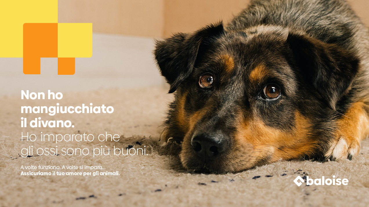 RZ_Baloise_Webseite_1273x716px_IT_Hund